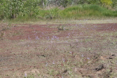 Utricularia leptoplectra