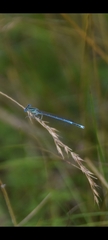 Platycnemis pennipes