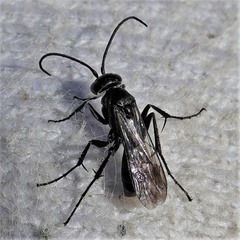 Agenioideus sericeus