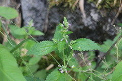 Teucrium viscidum