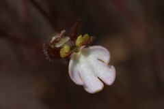 Stylidium schizanthum
