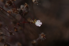 Stylidium schizanthum