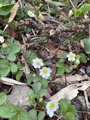 Fragaria iinumae