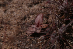 Stylidium schizanthum