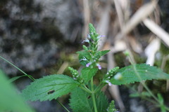 Teucrium viscidum