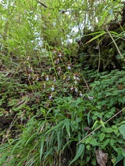 Calanthe arcuata