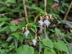 Calanthe arcuata