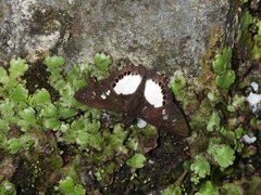 Seseria affinis