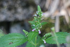 Teucrium viscidum
