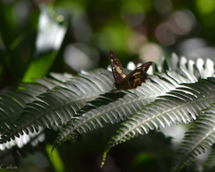 Oxeoschistus tauropolis tauropolis