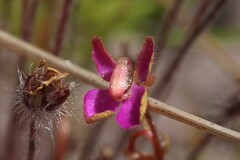 Stylidium turbinatum