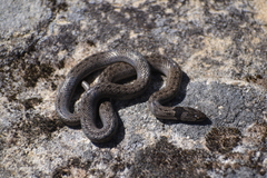 Macroprotodon brevis ibericus