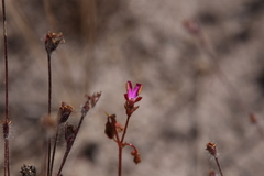 Stylidium turbinatum