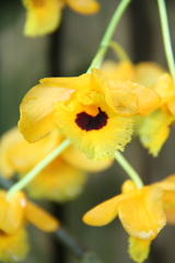 Dendrobium fimbriatum