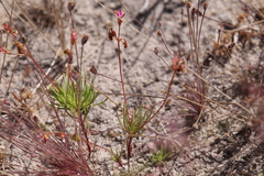 Stylidium turbinatum