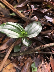 Odontochilus brevistylis