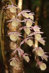 Dendrobium polyanthum