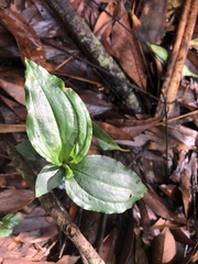 Odontochilus brevistylis