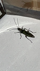 Oedemera nobilis