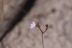 Stylidium schizanthum