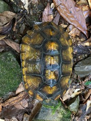 Mauremys japonica