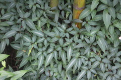 Pseudocayratia pengiana