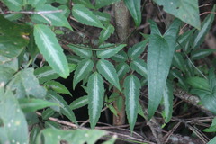 Pseudocayratia pengiana