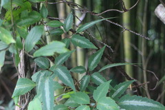 Pseudocayratia pengiana