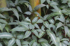 Pseudocayratia pengiana