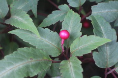 Pseudocayratia pengiana