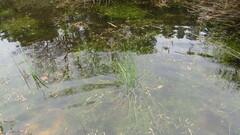 Eleocharis tuberculosa