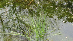 Eleocharis tuberculosa