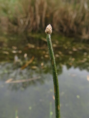 Eleocharis tuberculosa