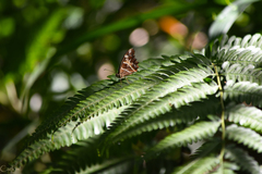 Oxeoschistus tauropolis tauropolis