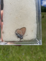 Lycaena hippothoe eurydame