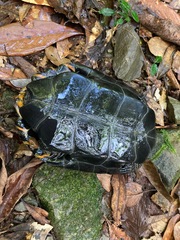 Mauremys japonica