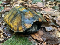 Mauremys japonica