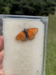 Lycaena hippothoe eurydame