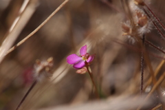 Stylidium turbinatum