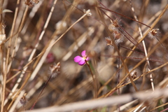 Stylidium turbinatum