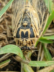 Cicadatra platyptera
