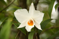 Dendrobium infundibulum