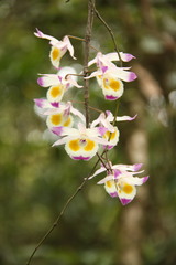 Dendrobium devonianum
