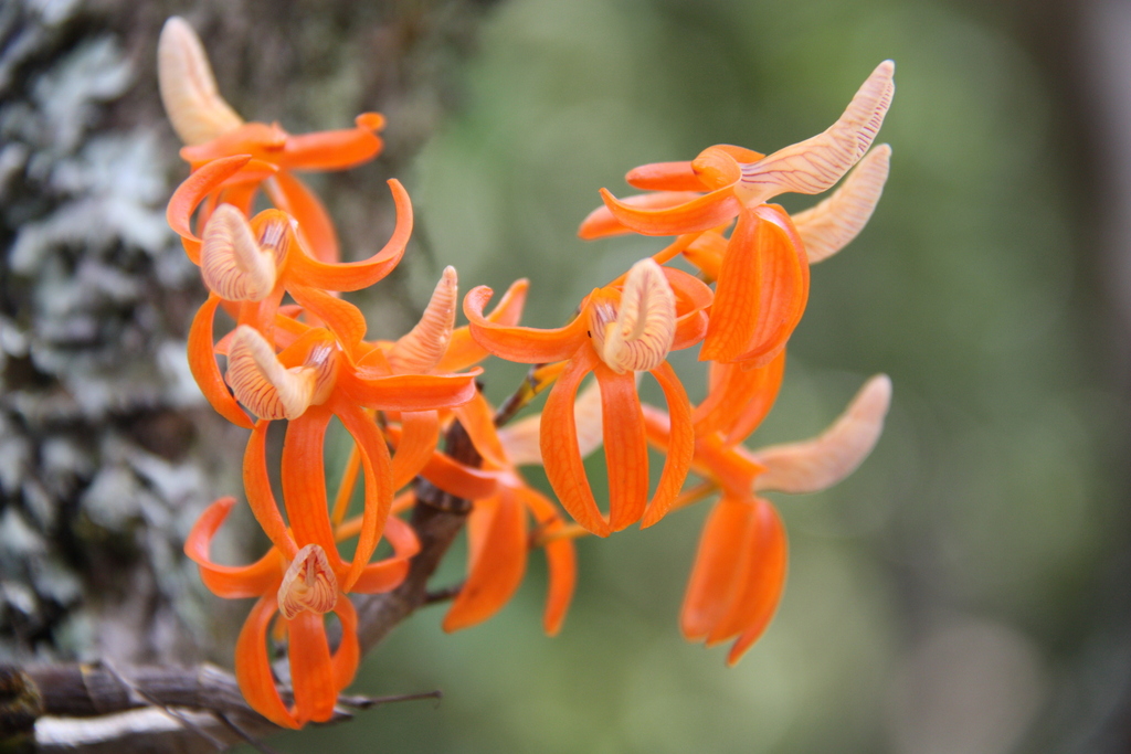 Dendrobium unicum Seidenf.