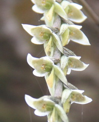 Bulbophyllum reptans