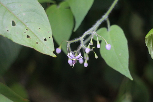 Solanum lyratum iNat (2)