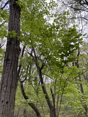 Tilia miqueliana