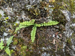 Asplenium exiguum
