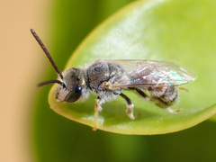 Halictus concinnus