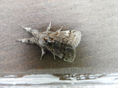 Gynaephora